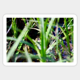 Frosch / Swiss Artwork Photography Sticker